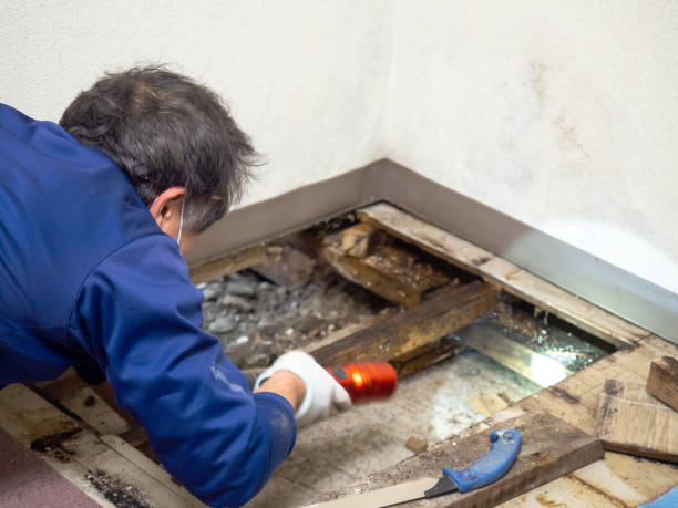 Best Mold Cleaning Services  in Coarsegold, CA