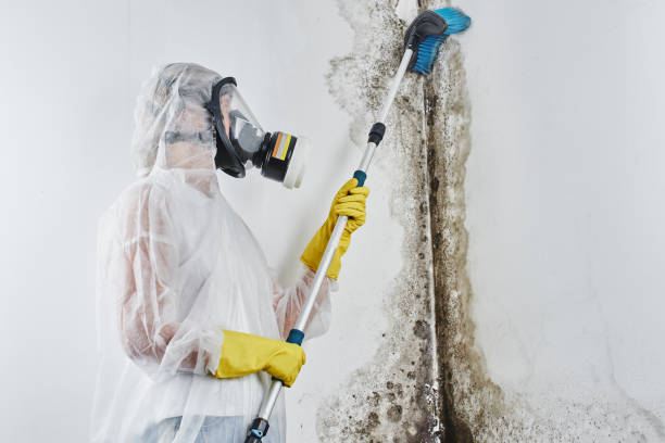 Best Toxic Mold Removal  in Coarsegold, CA