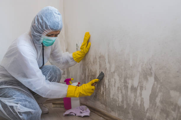 Best Mold Remediation Experts  in Coarsegold, CA