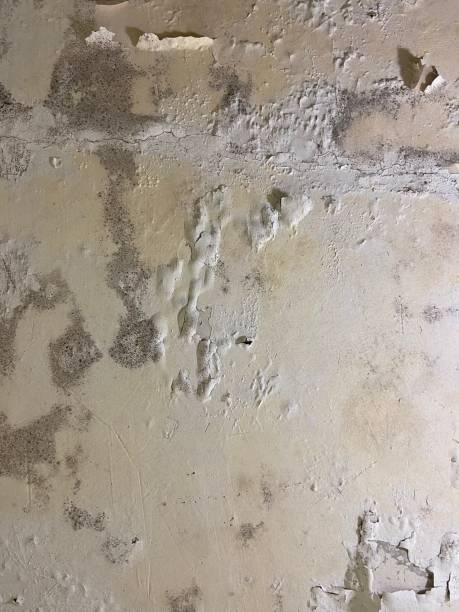 Best Fast Mold Removal  in Coarsegold, CA