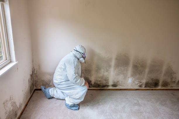 Best Mold Removal Specialists  in Coarsegold, CA
