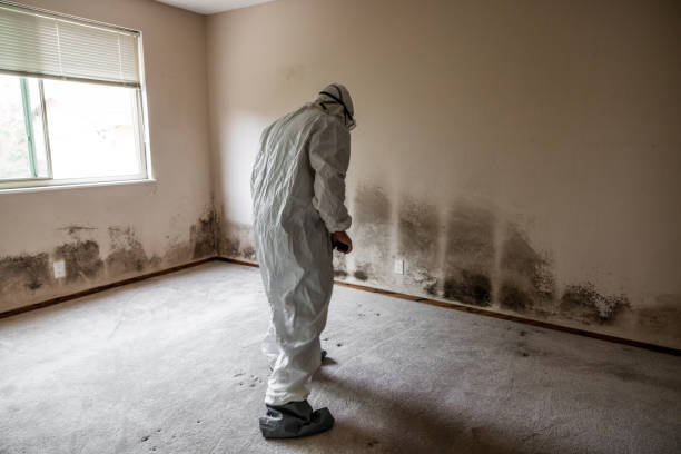Best Black Mold Removal  in Coarsegold, CA