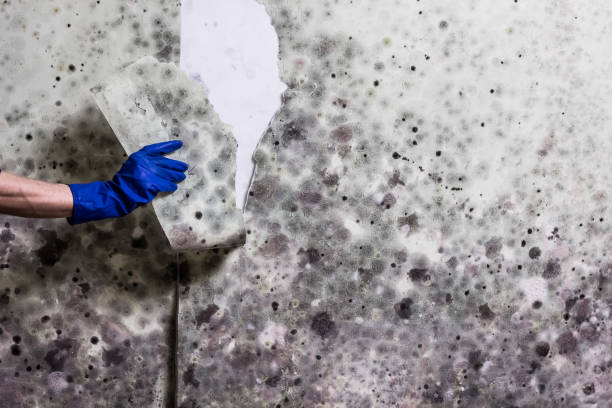 Best Crawl Space Mold Removal  in Coarsegold, CA