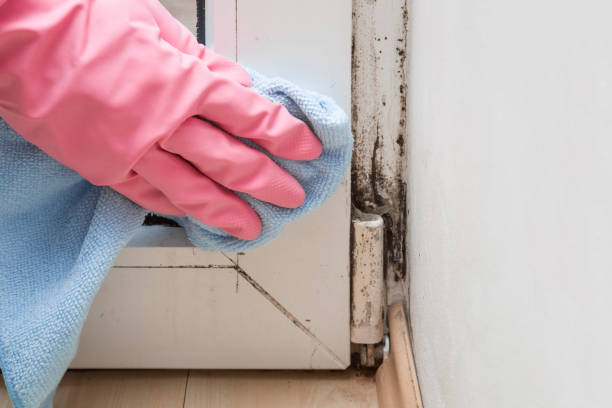 Best Mold Damage Repair  in Coarsegold, CA