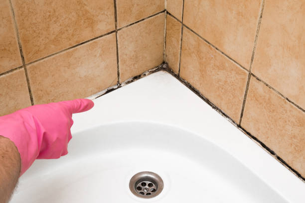 Professional Mold Removal in Coarsegold, CA